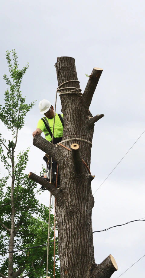 ongoing tree service